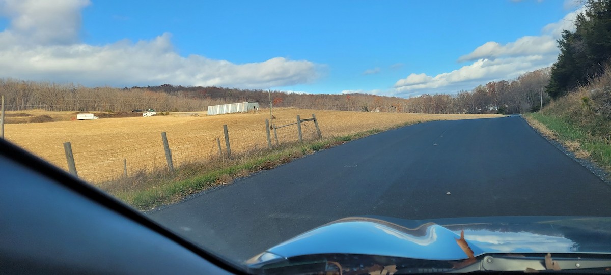 Орлан білоголовий - ML645103002