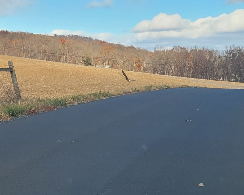 Орлан білоголовий - ML645103003