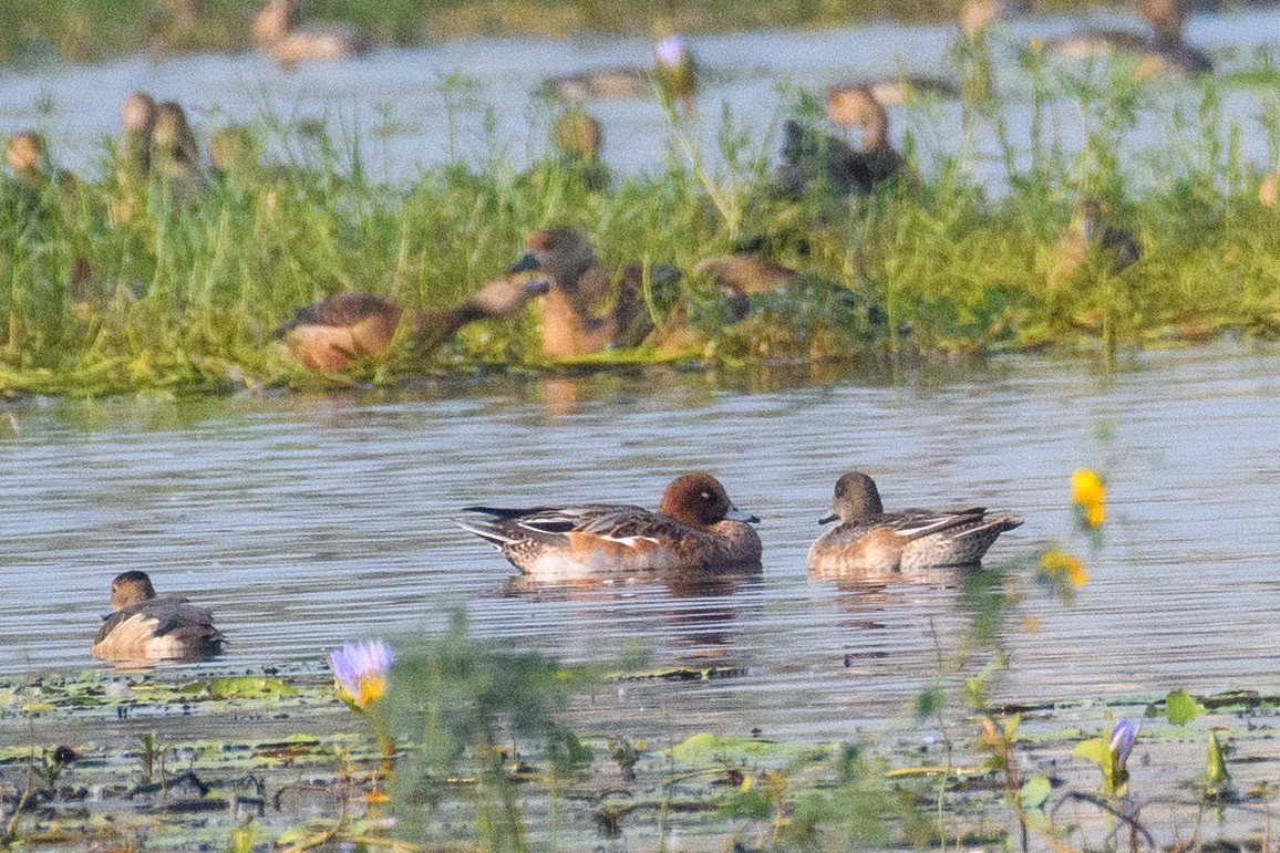 Fischione - ML645103024