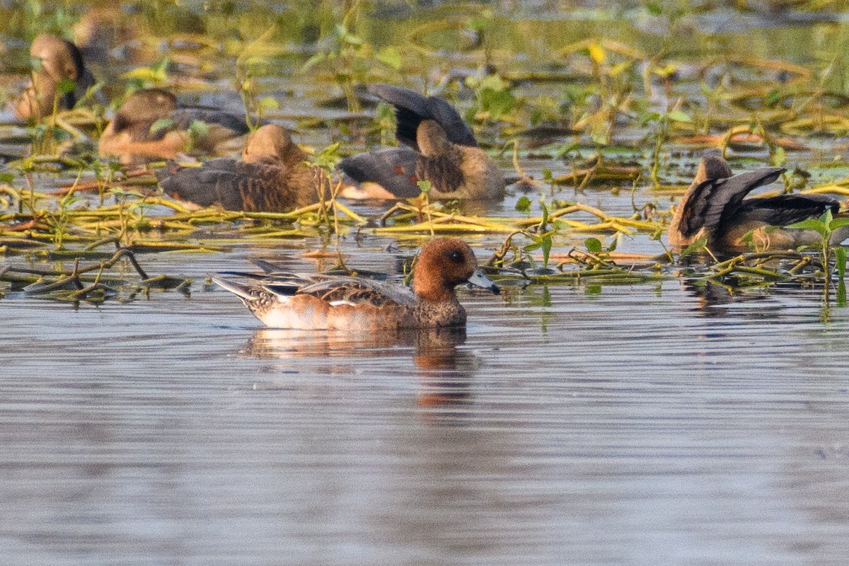 Fischione - ML645103025