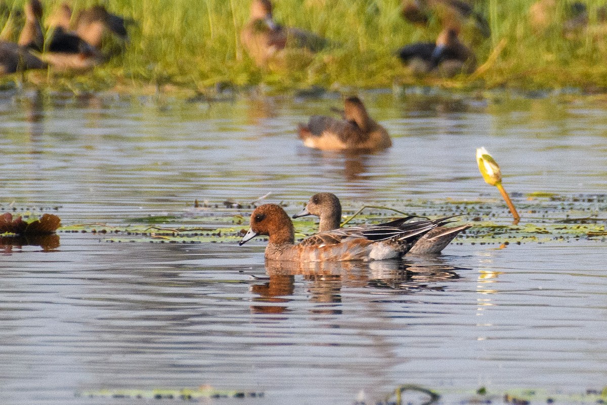 Fischione - ML645103026