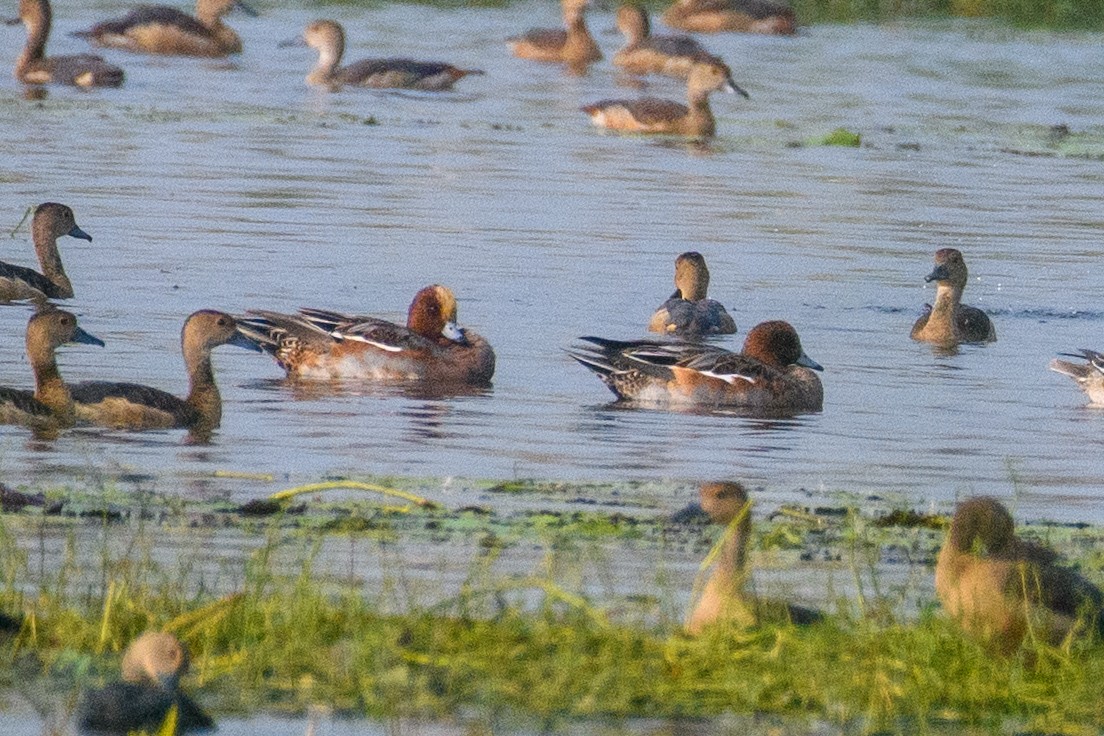 Fischione - ML645103027