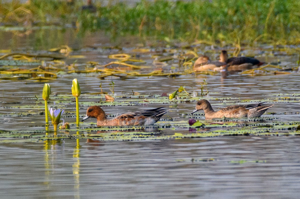 Fischione - ML645103028