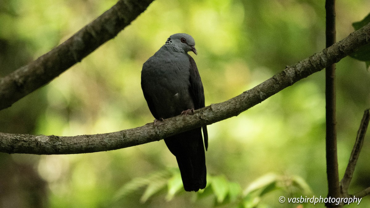 Nilgiri Wood-Pigeon - ML645103030