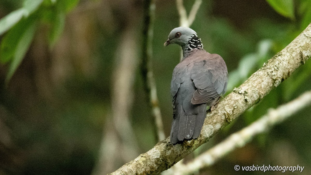 Nilgiri Wood-Pigeon - ML645103031