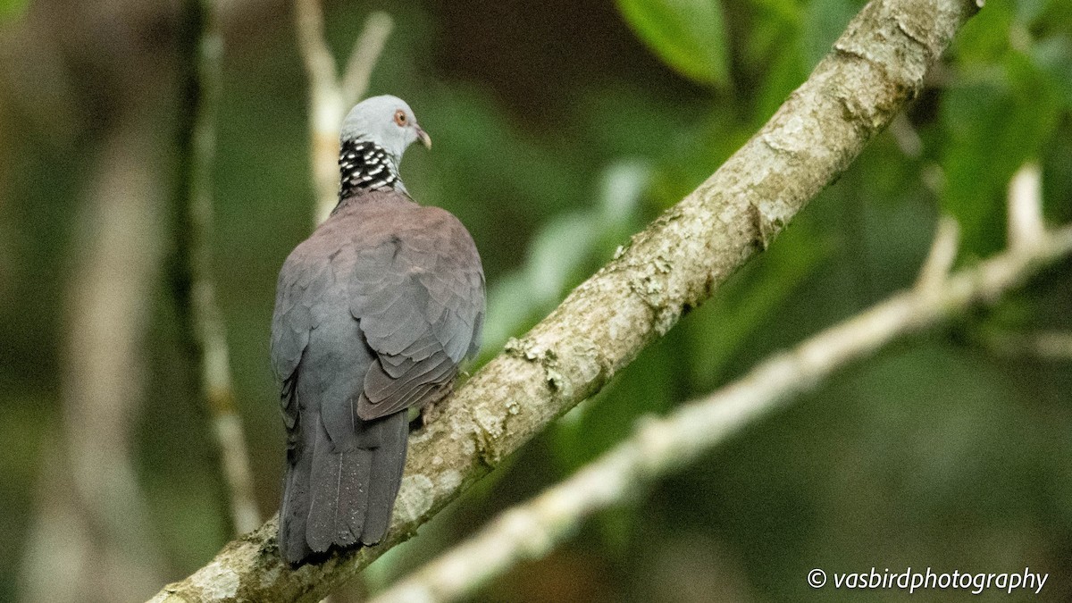 Nilgiri Wood-Pigeon - ML645103032