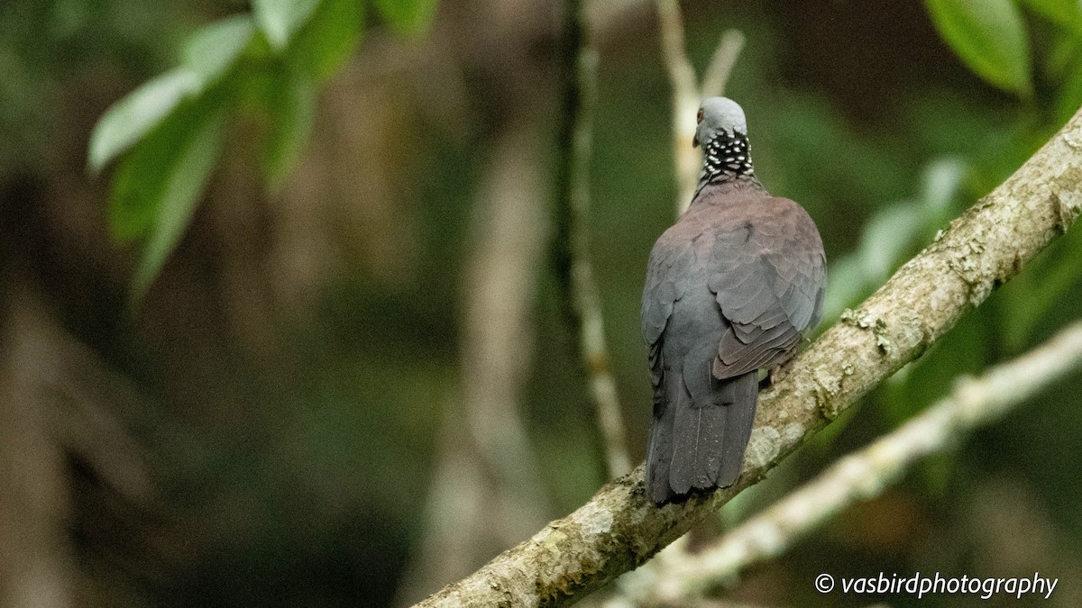 Nilgiri Wood-Pigeon - ML645103033