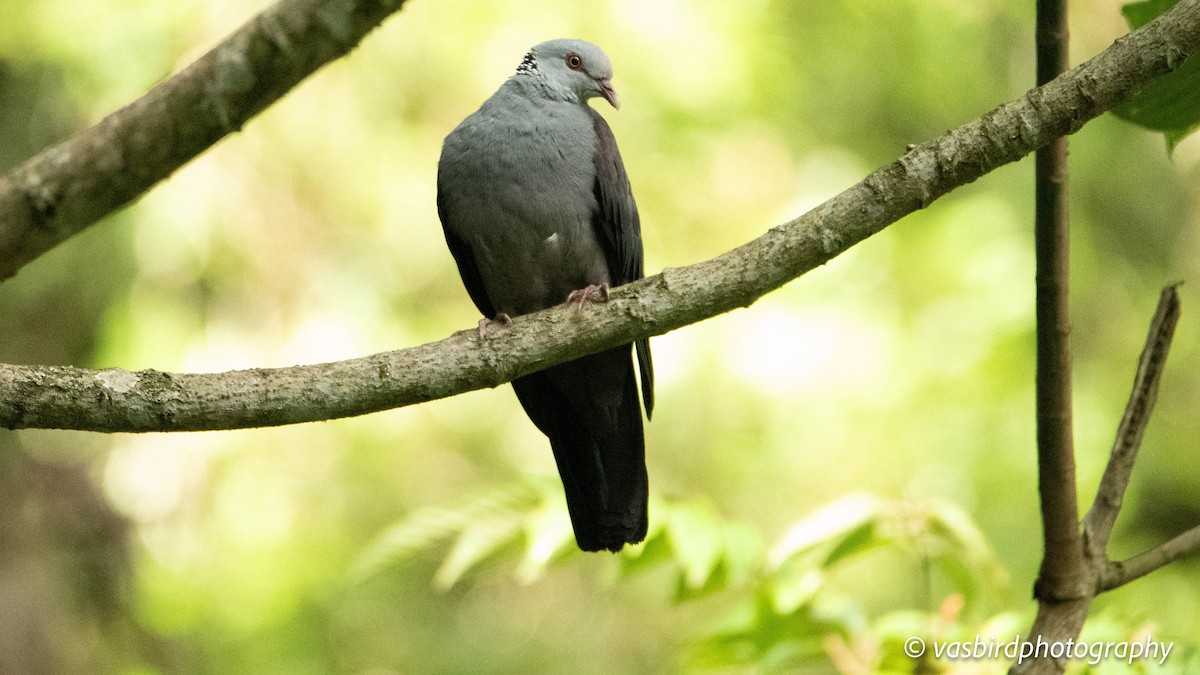 Nilgiri Wood-Pigeon - ML645103034