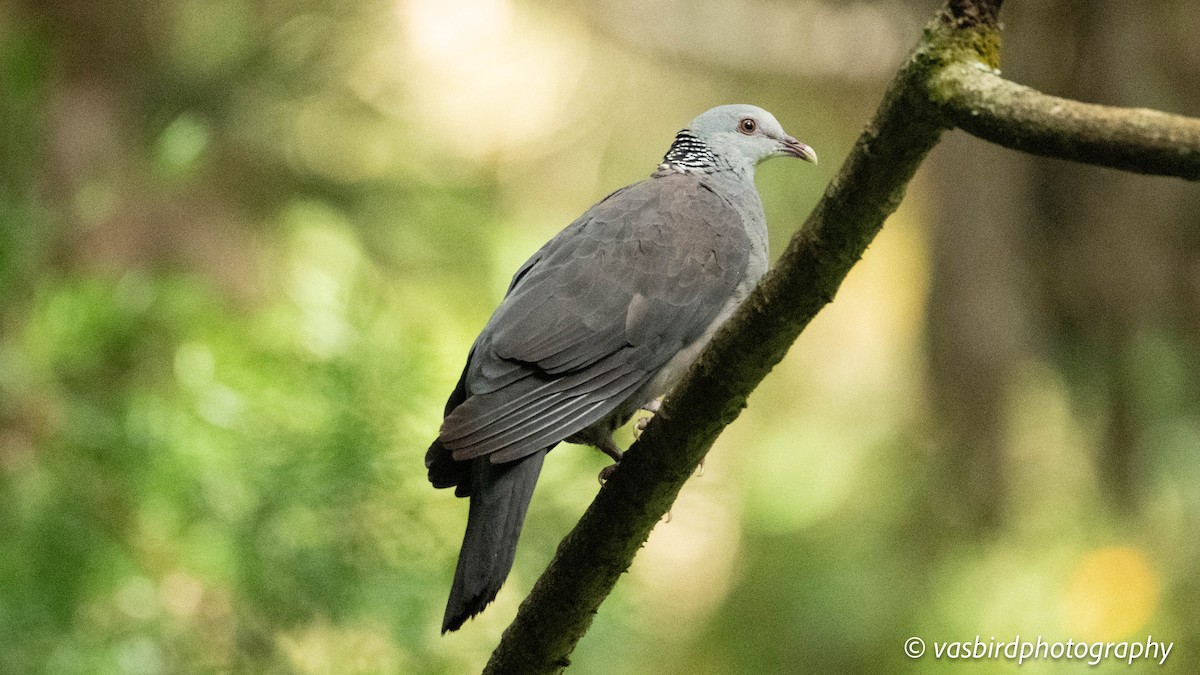 Nilgiri Wood-Pigeon - ML645103035