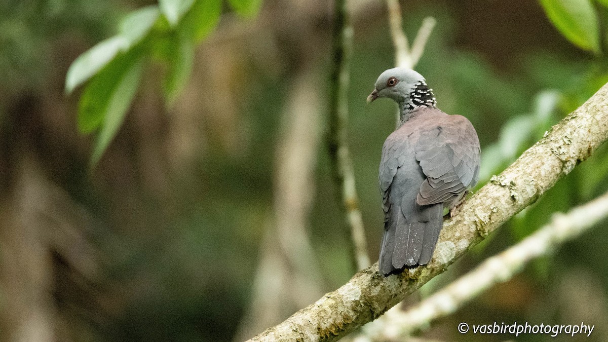 Nilgiri Wood-Pigeon - ML645103036