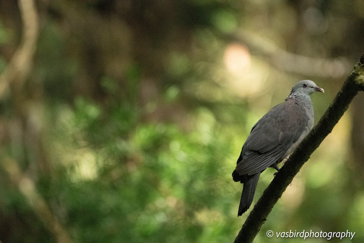 Nilgiri Wood-Pigeon - ML645103037