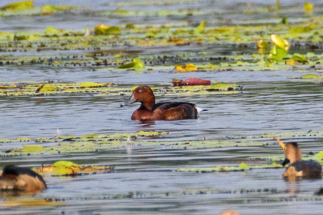 Moretta tabaccata - ML645103049