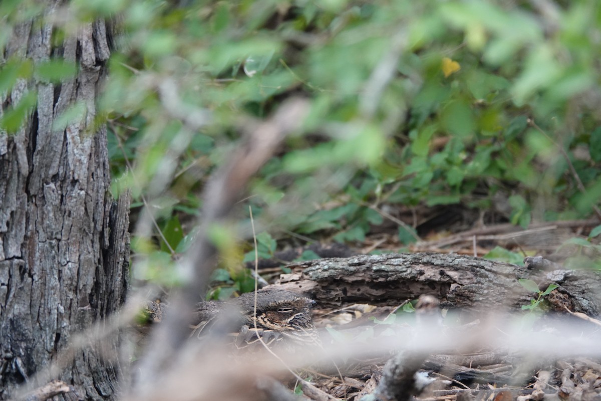 Пораке - ML645103050