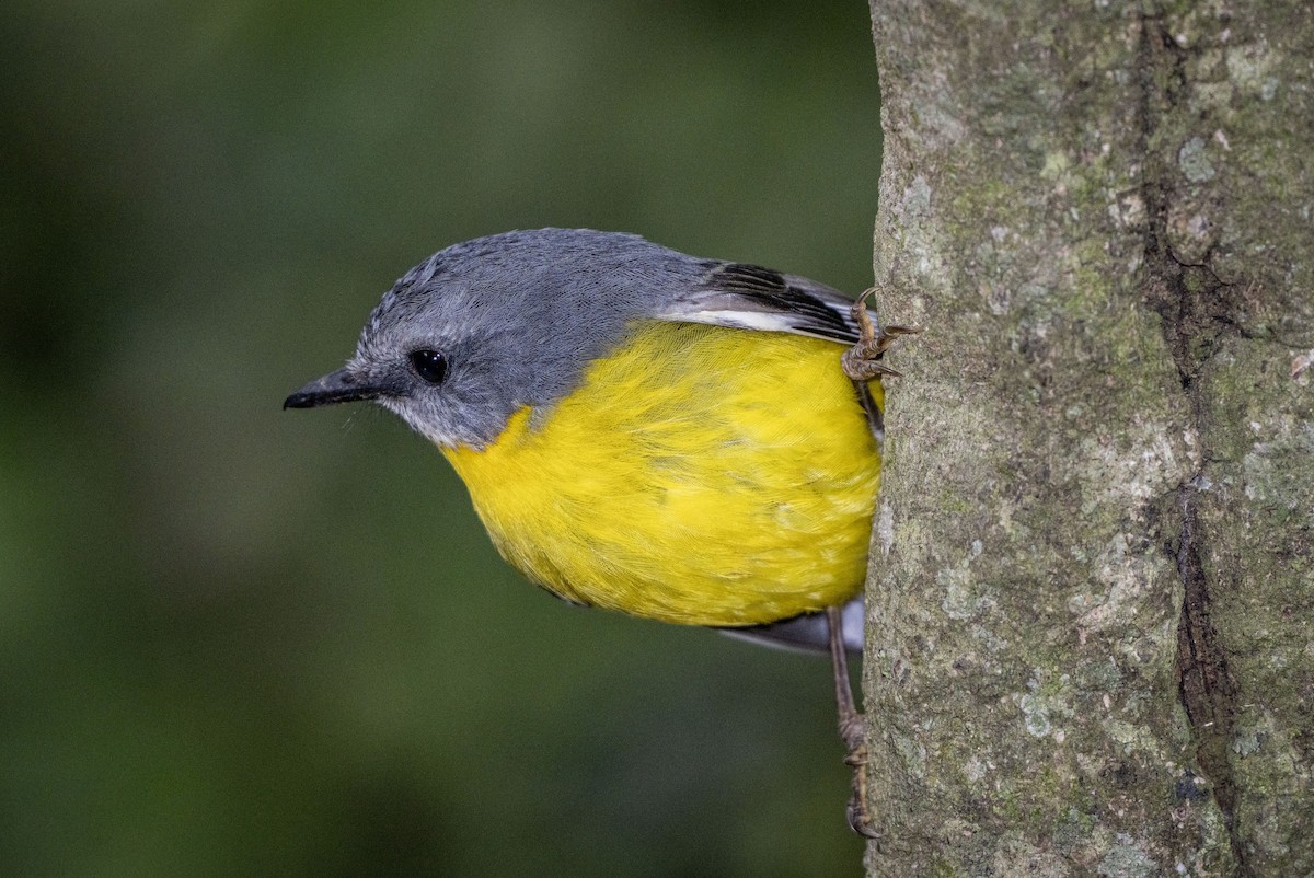 Eastern Yellow Robin - ML645103052