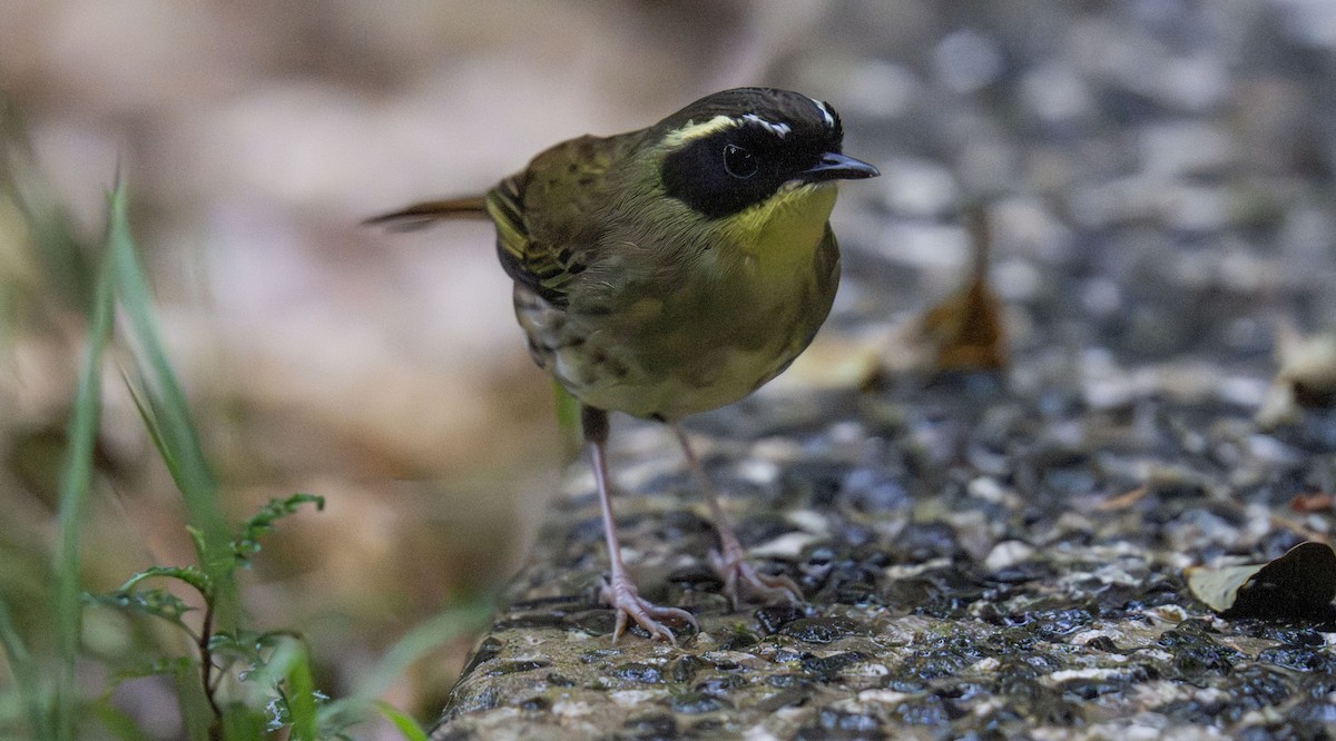 Yellow-throated Scrubwren - ML645103054
