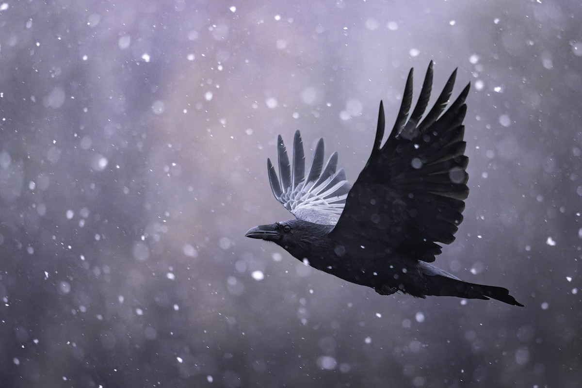 Common Raven - ML645103070