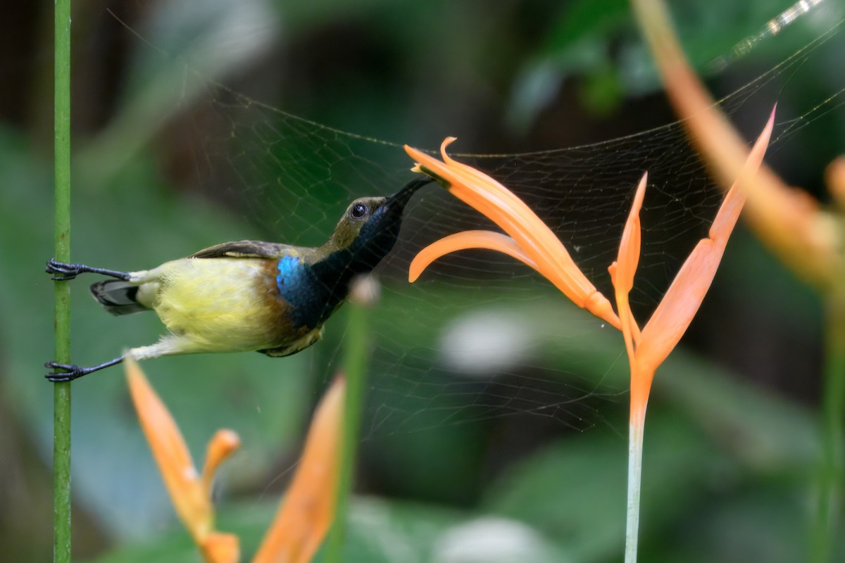 Ornate Sunbird - ML645103105