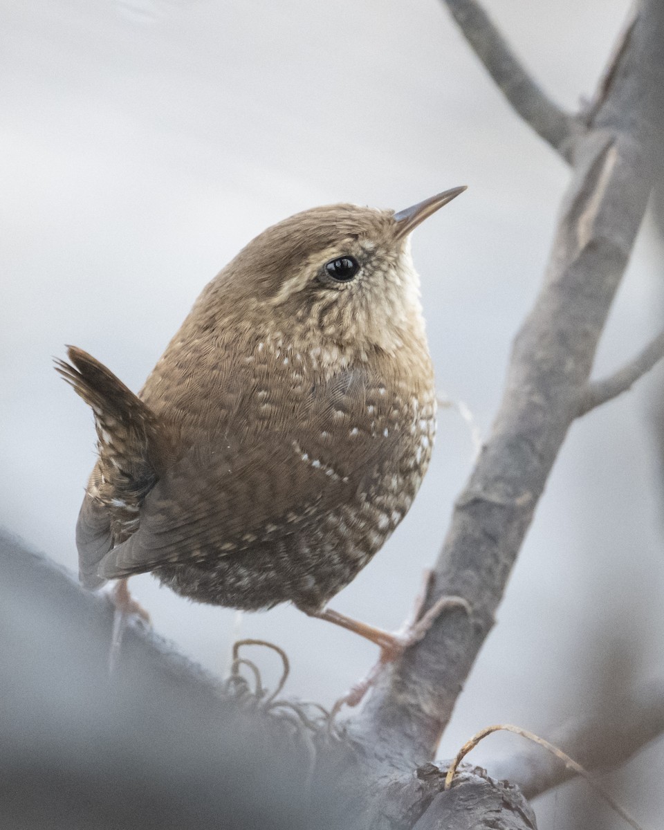 Troglodyte des forêts - ML645103110