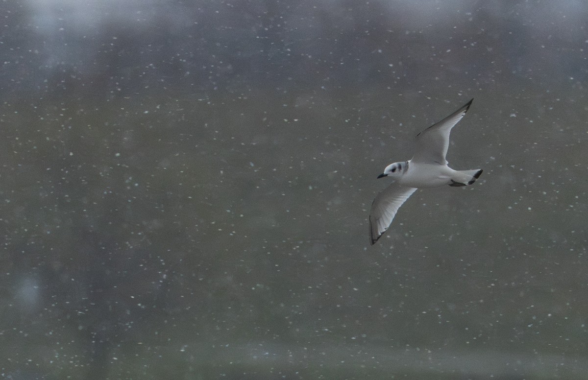 Kara Ayaklı Martı - ML645103136