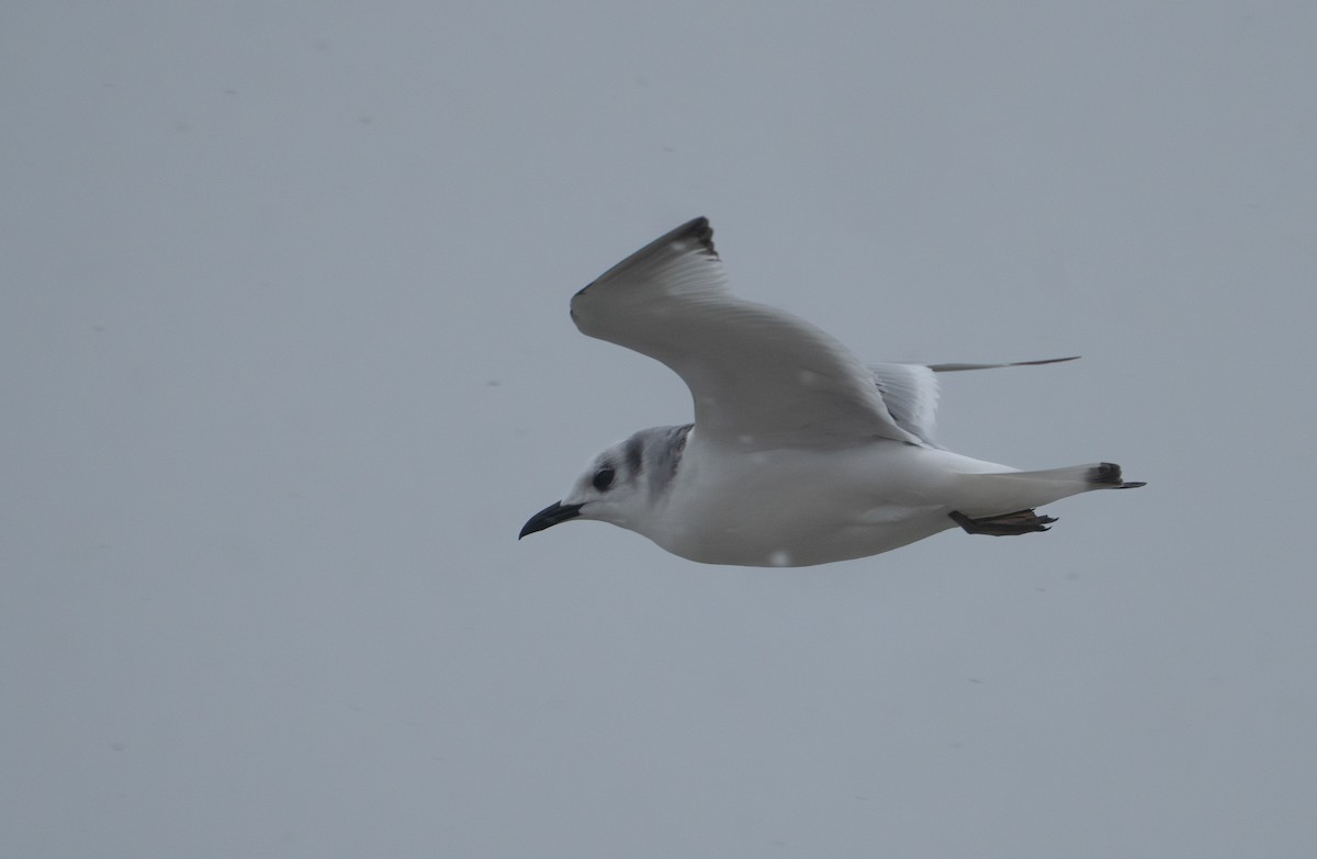 Kara Ayaklı Martı - ML645103137