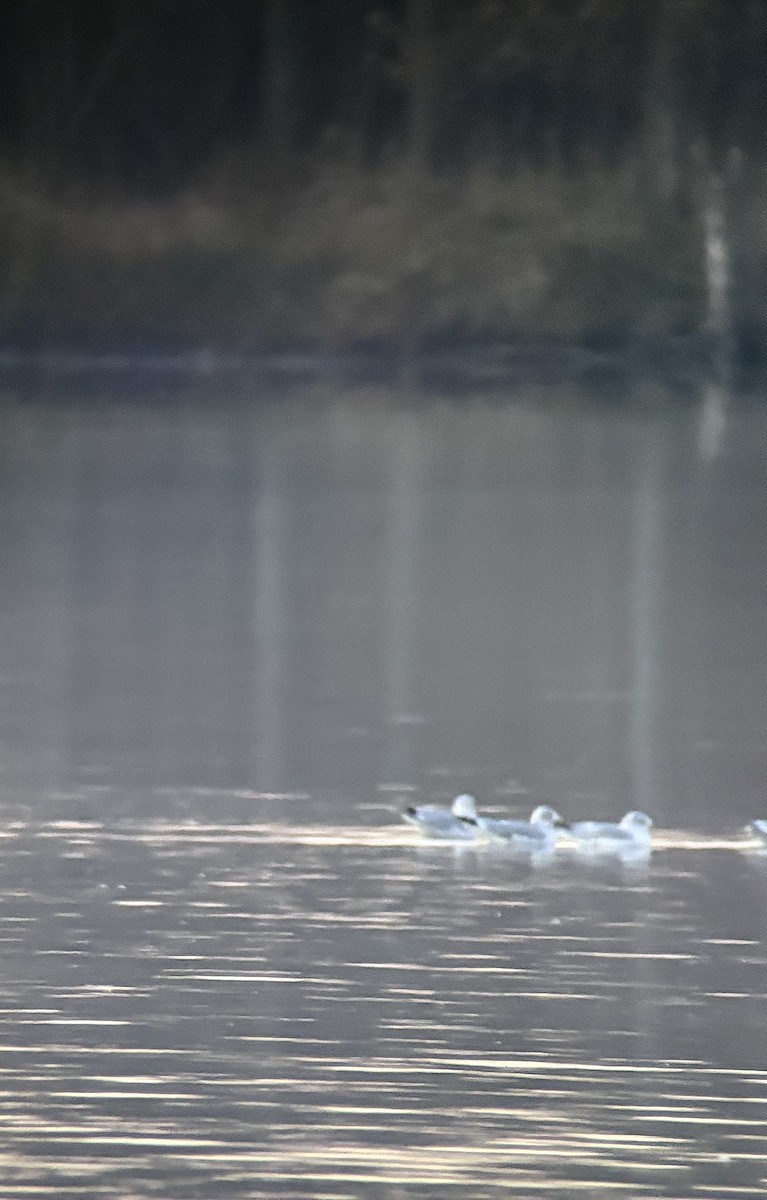 Ringschnabelmöwe - ML645103138