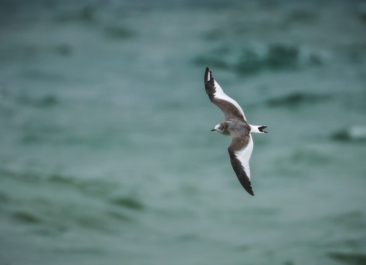 Sabine's Gull - ML645103141