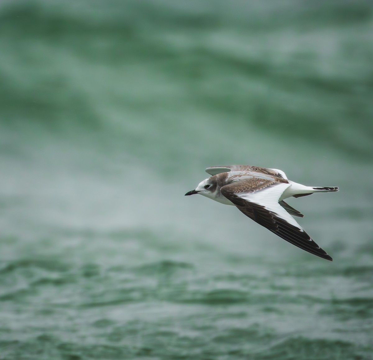 Sabine's Gull - ML645103142