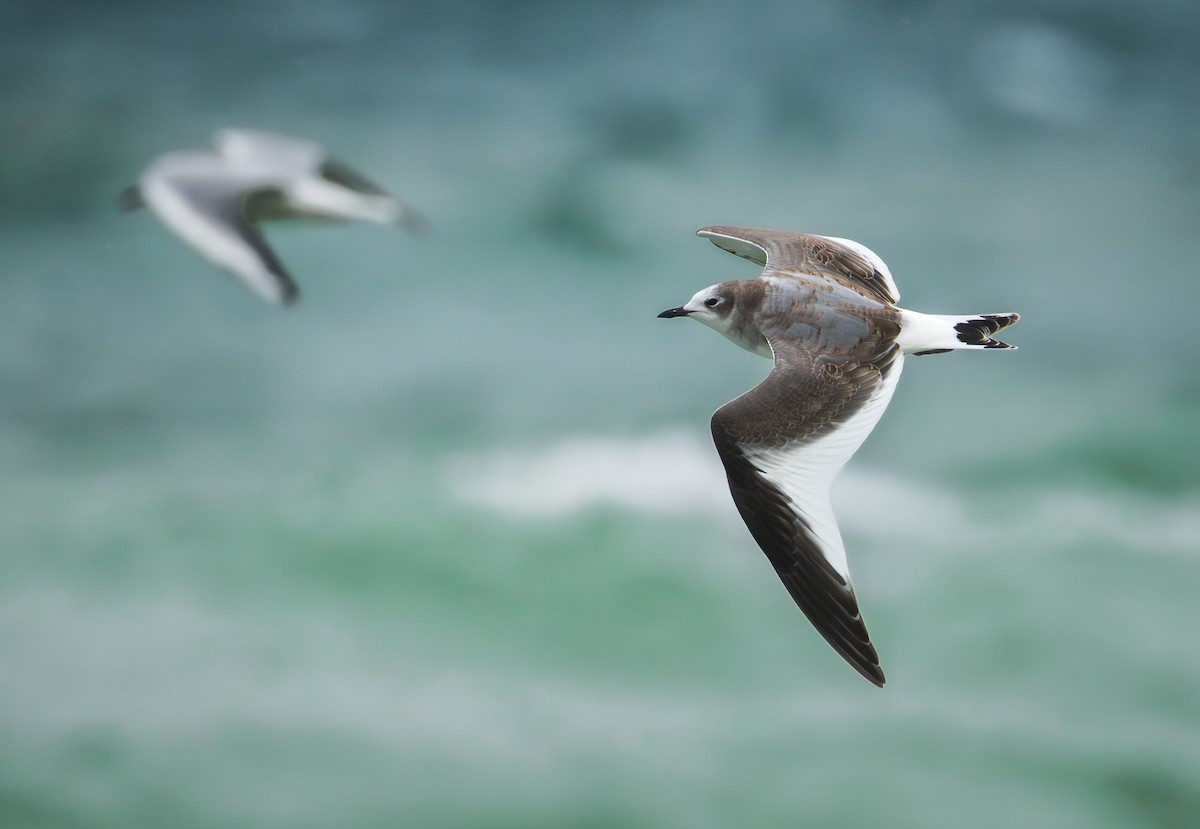 Sabine's Gull - ML645103143