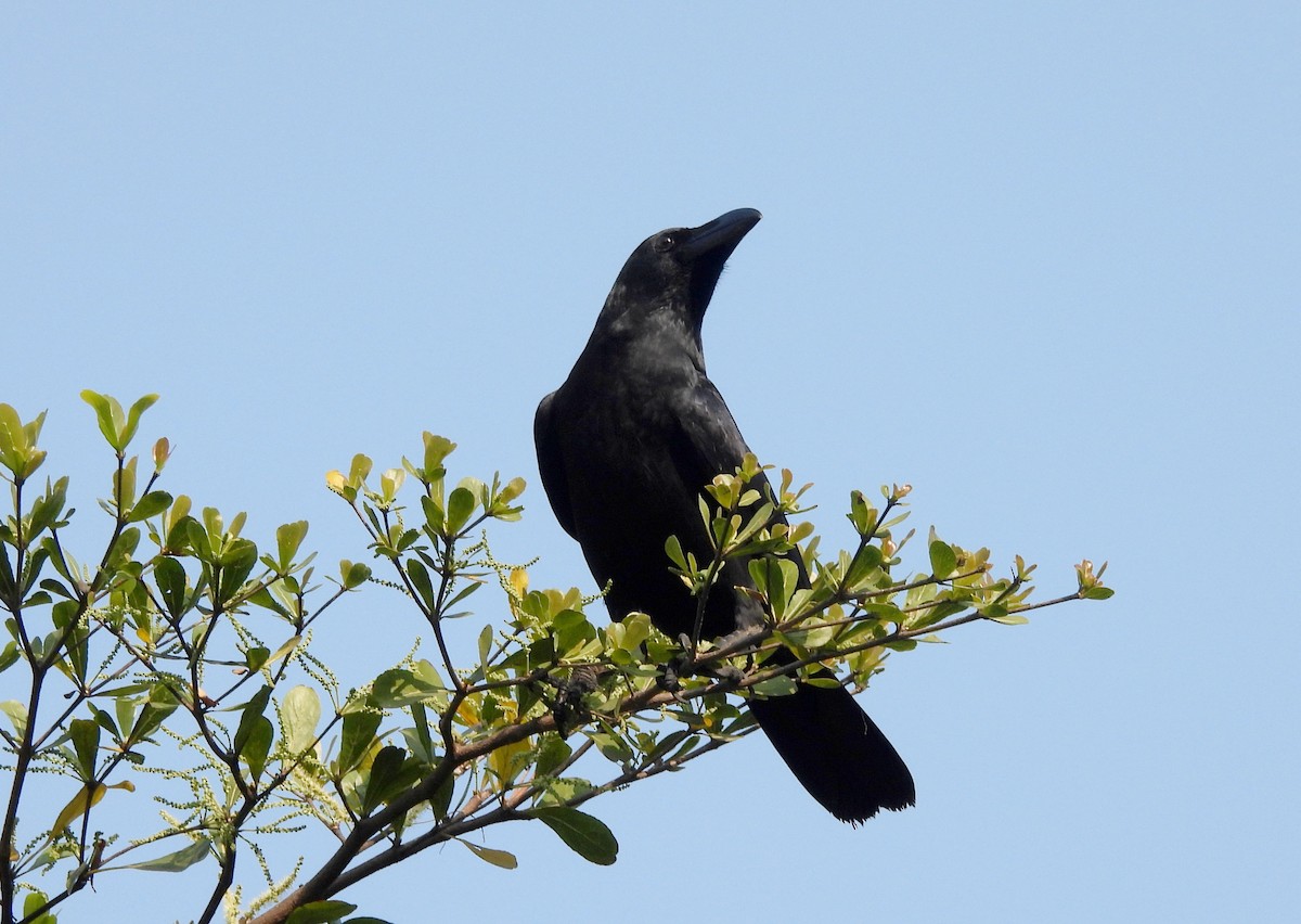 Large-billed Crow - ML645103180