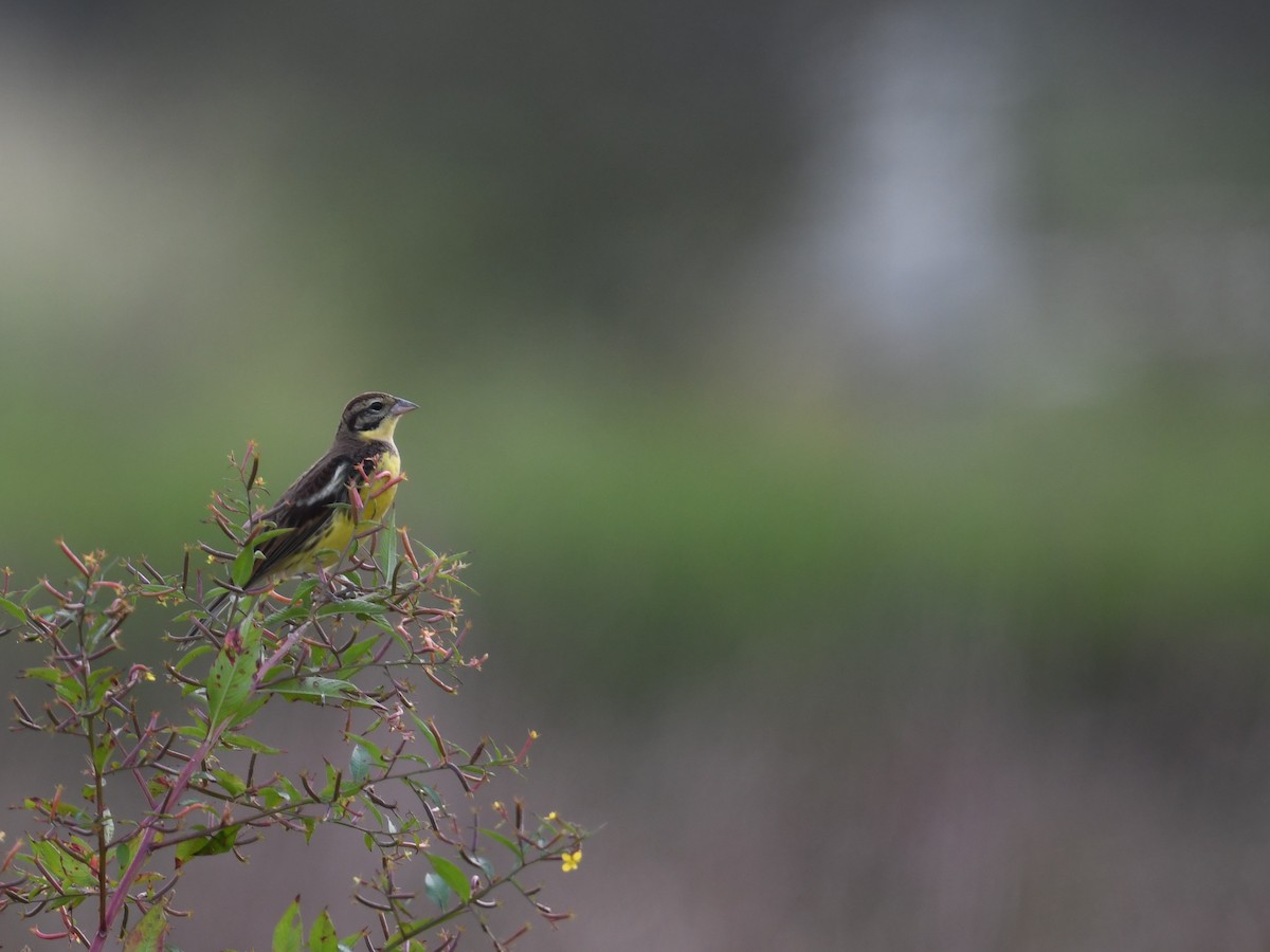 Вівсянка лучна - ML645103193