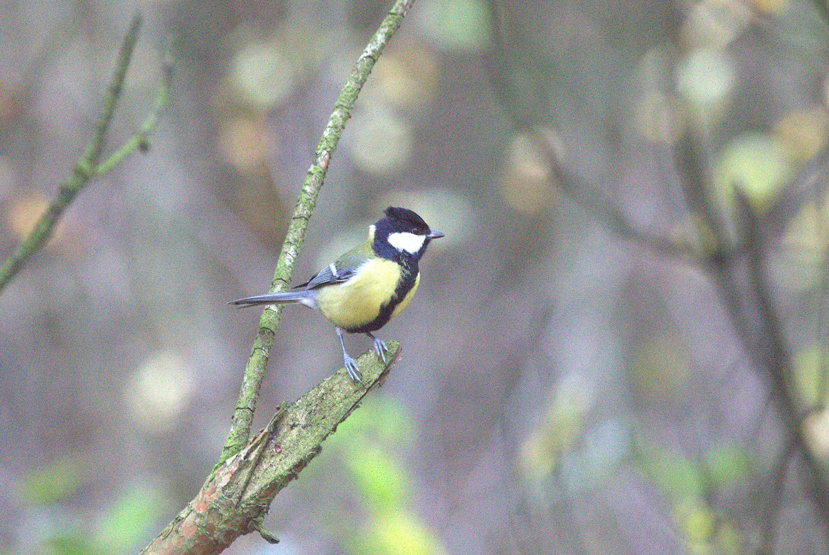 Great Tit - ML645103198