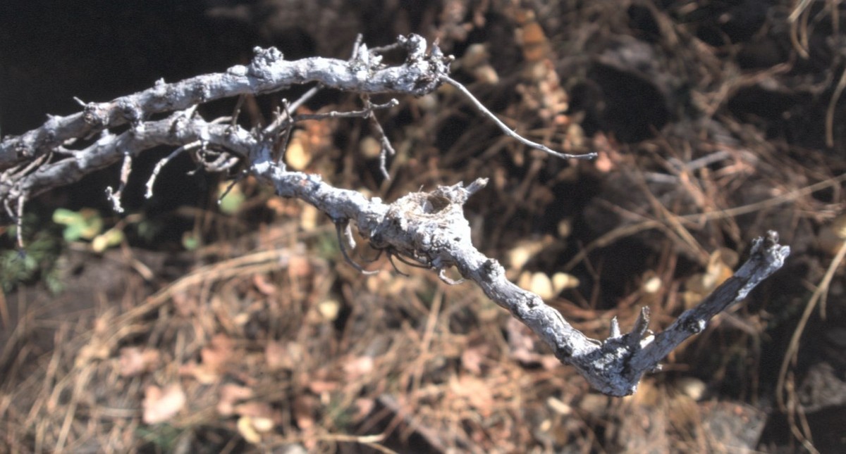 Southern Scrub-Flycatcher - ML645103210