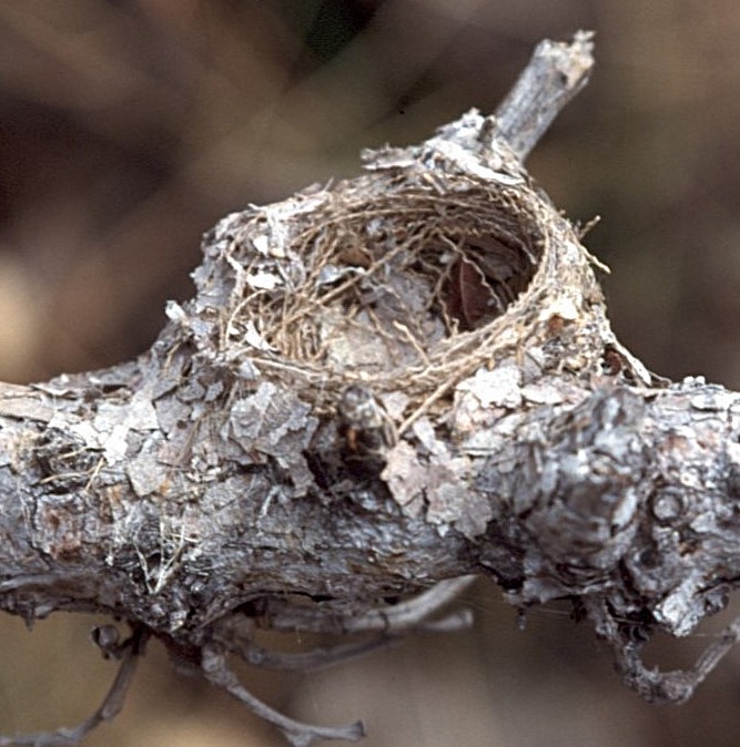 Southern Scrub-Flycatcher - ML645103211