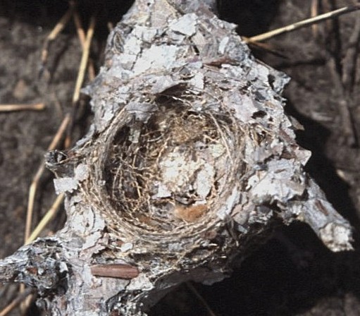 Southern Scrub-Flycatcher - ML645103212