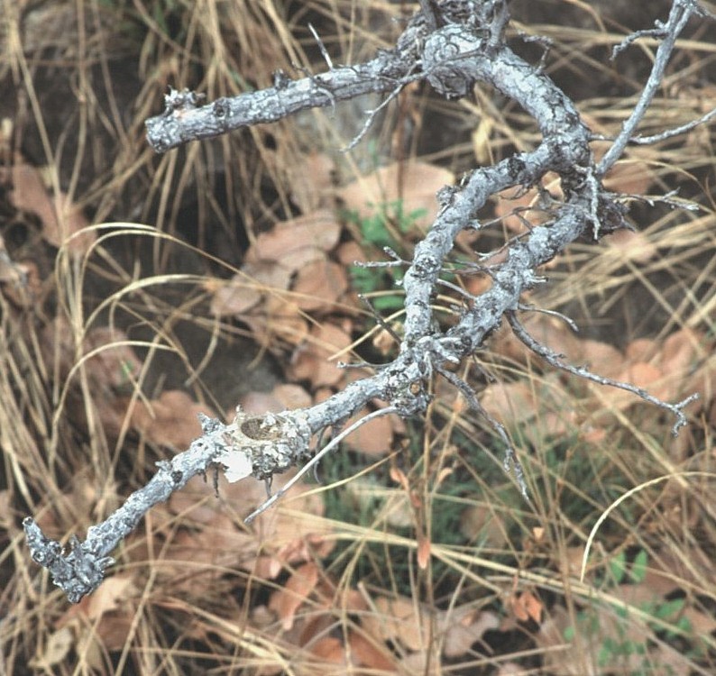 Southern Scrub-Flycatcher - ML645103213