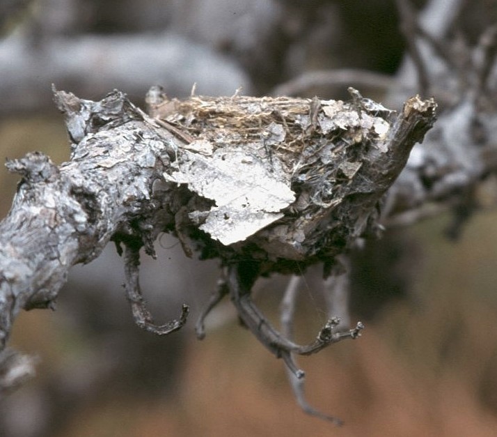 Southern Scrub-Flycatcher - ML645103214