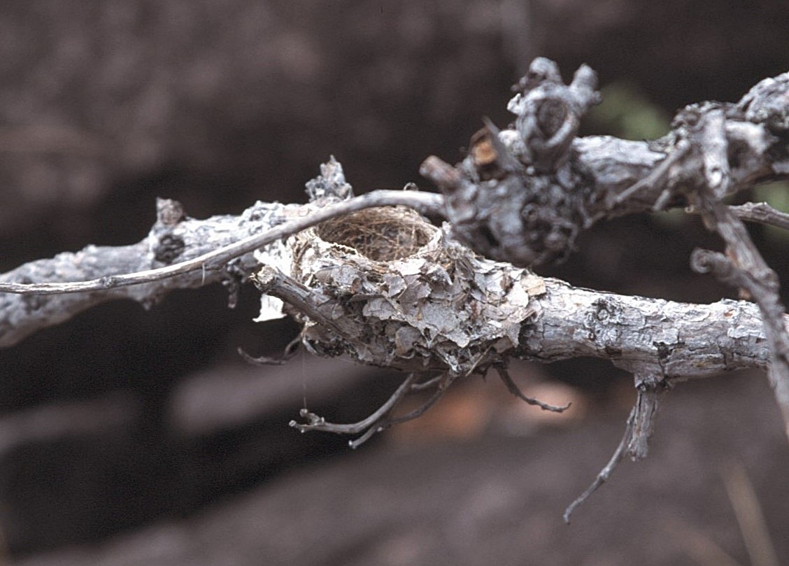 Southern Scrub-Flycatcher - ML645103217