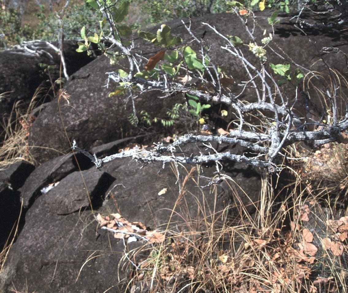 Southern Scrub-Flycatcher - ML645103218