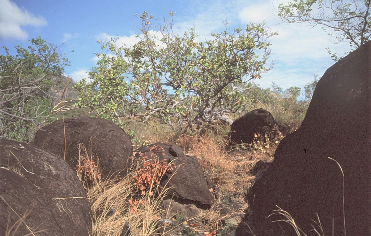 Southern Scrub-Flycatcher - ML645103219