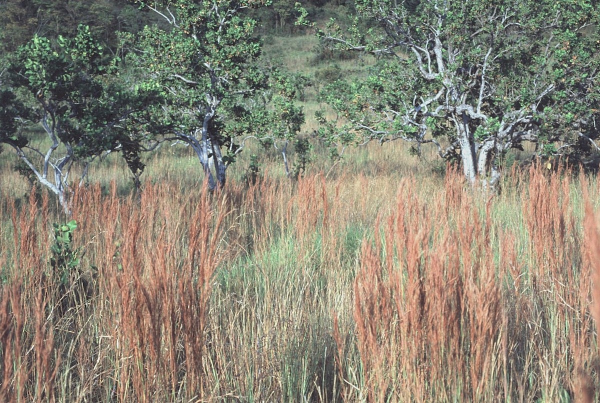 Southern Scrub-Flycatcher - ML645103220