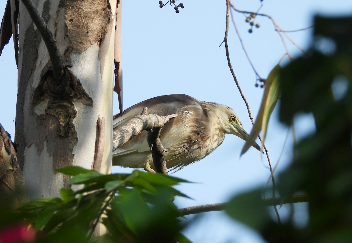 Indian Pond-Heron - ML645103234