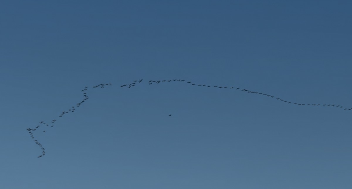 Cormoran à aigrettes - ML645103235