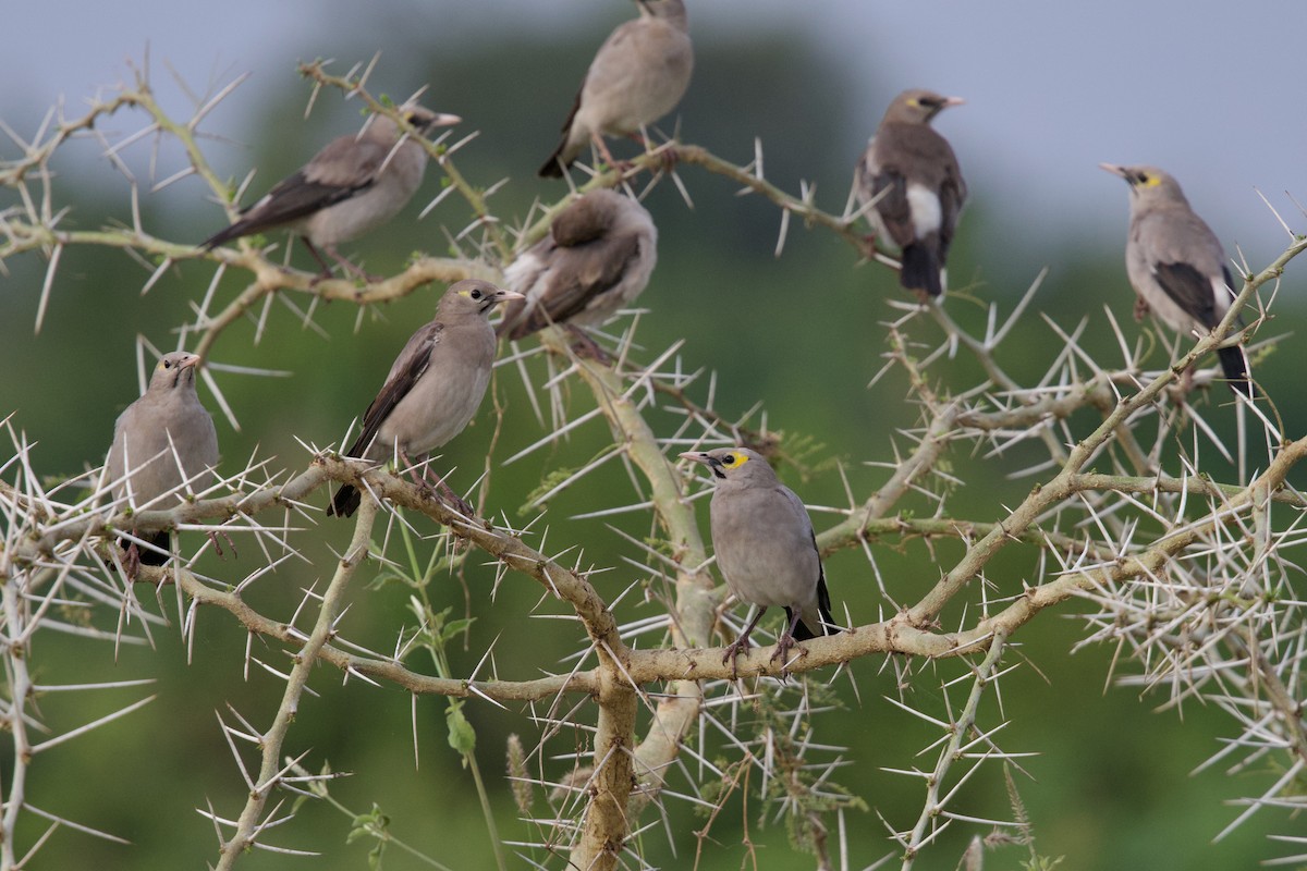 Wattled Starling - ML645103238
