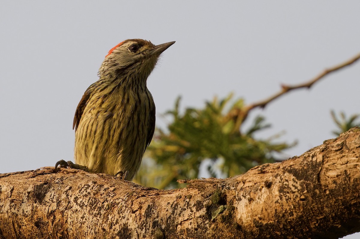 Cardinal Woodpecker - ML645103242