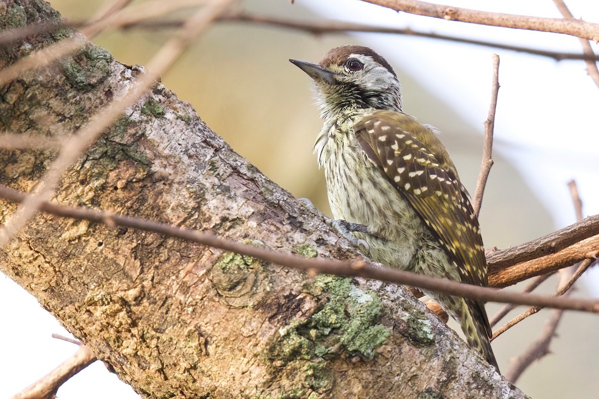 Cardinal Woodpecker - ML645103243