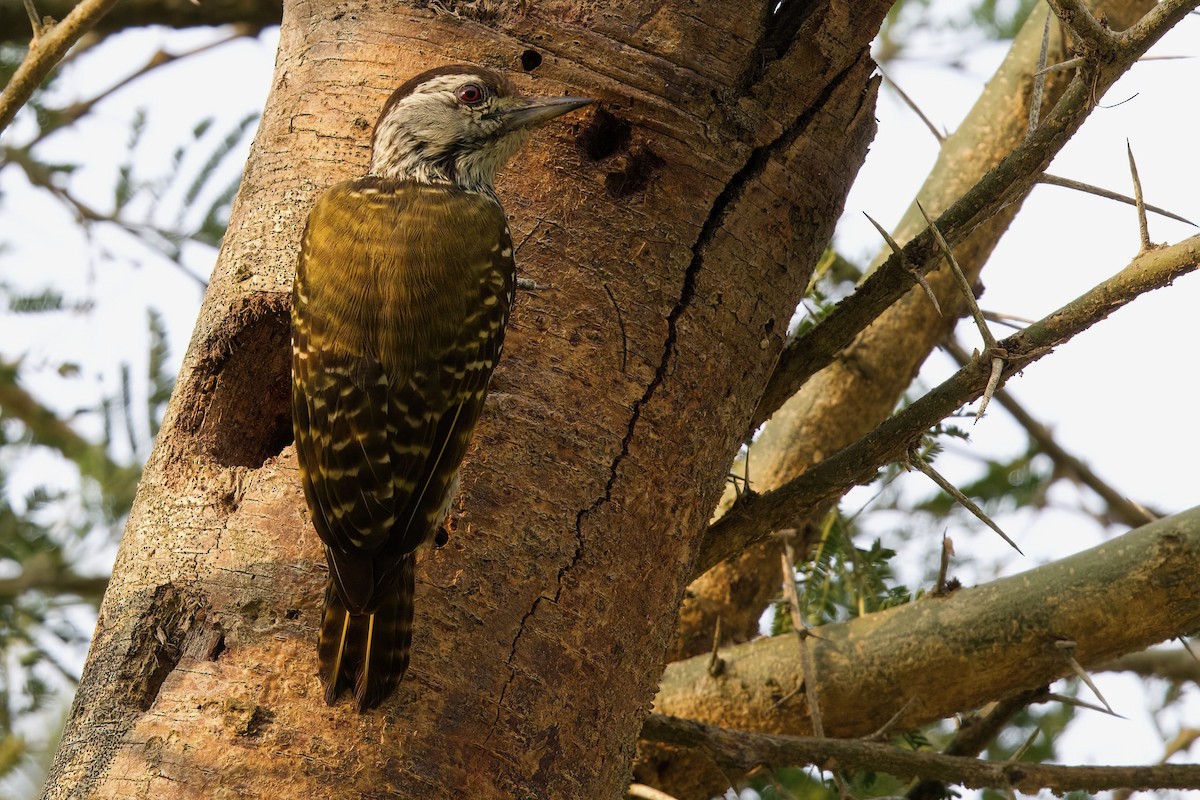 Cardinal Woodpecker - ML645103244