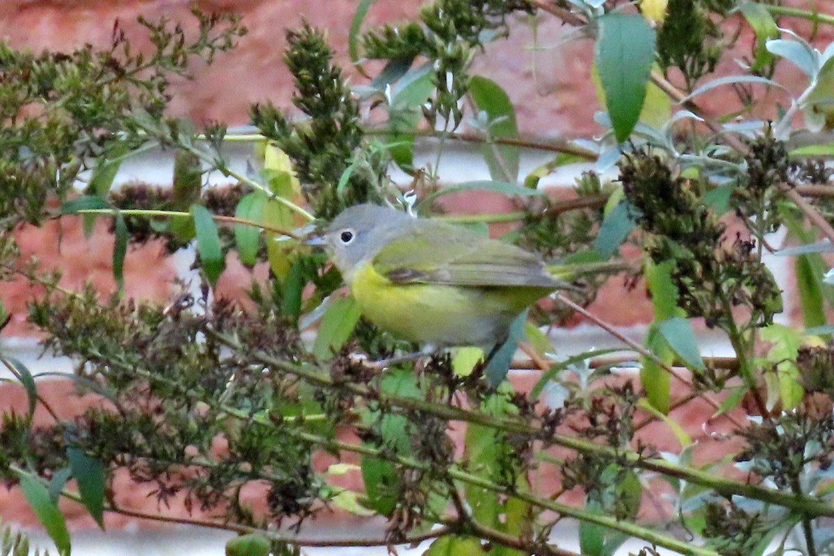 Nashville Warbler - ML645103255