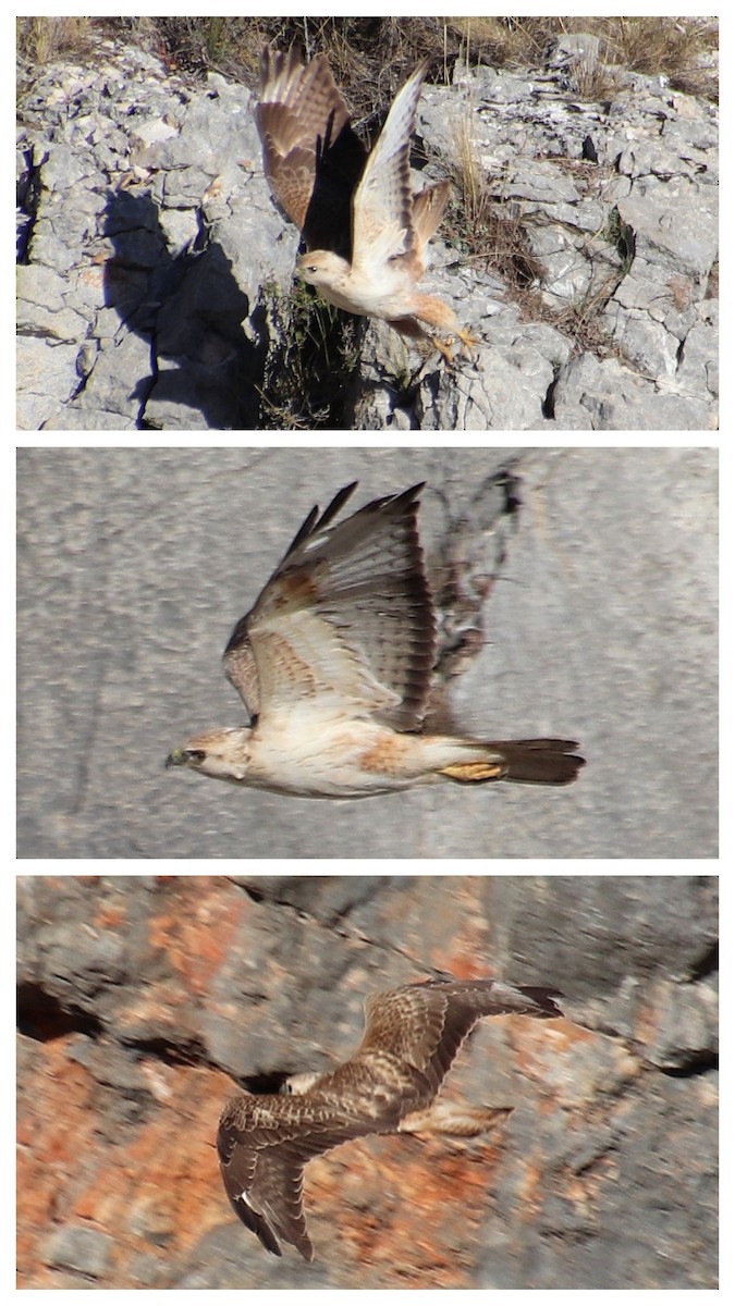 Long-legged Buzzard (Atlas) - ML645103261