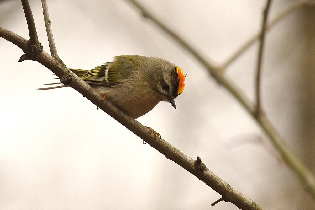 králíček zlatohlavý - ML645103262