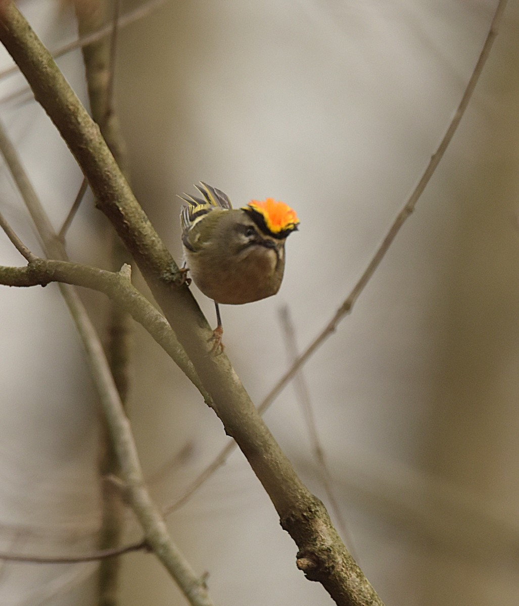 králíček zlatohlavý - ML645103263